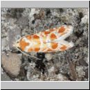 Rhyacionia bouliana - Kieferntriebwickler 01b - OS-Niedringhaussee-TUEP.jpg